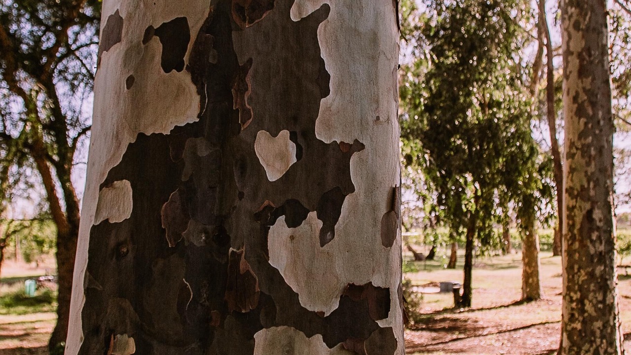 Photo of Outdoor in Willunga