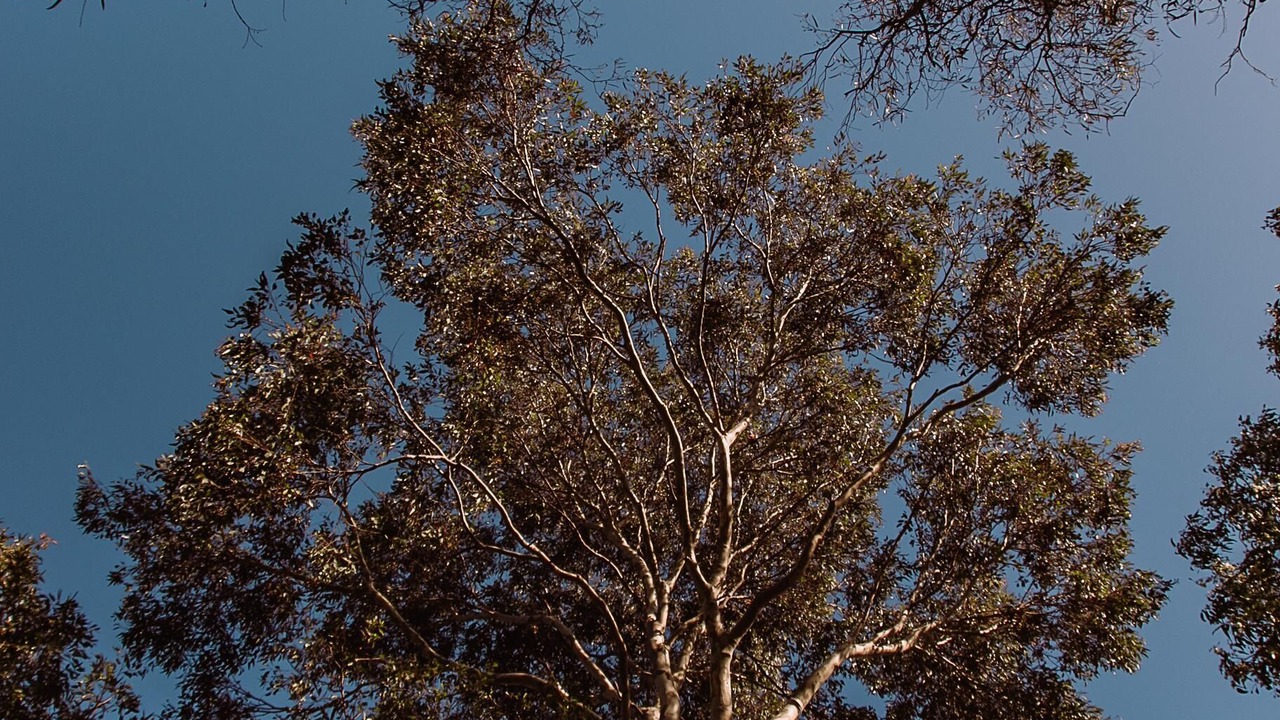 Photo of Outdoor in Willunga
