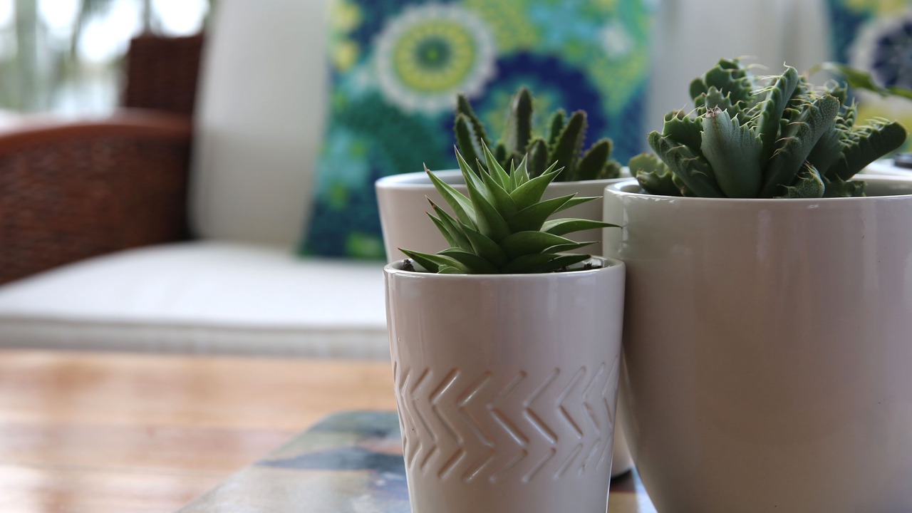 Photo of Others in Sunshine Coast