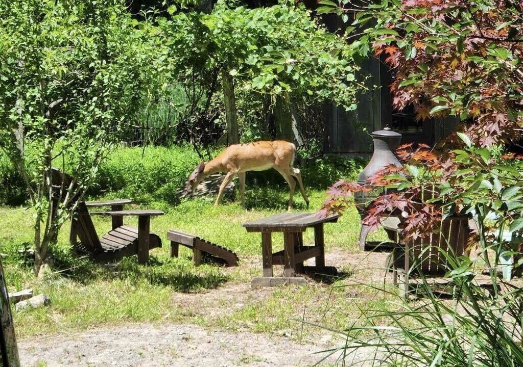 Photo of Outdoor in Canadensis