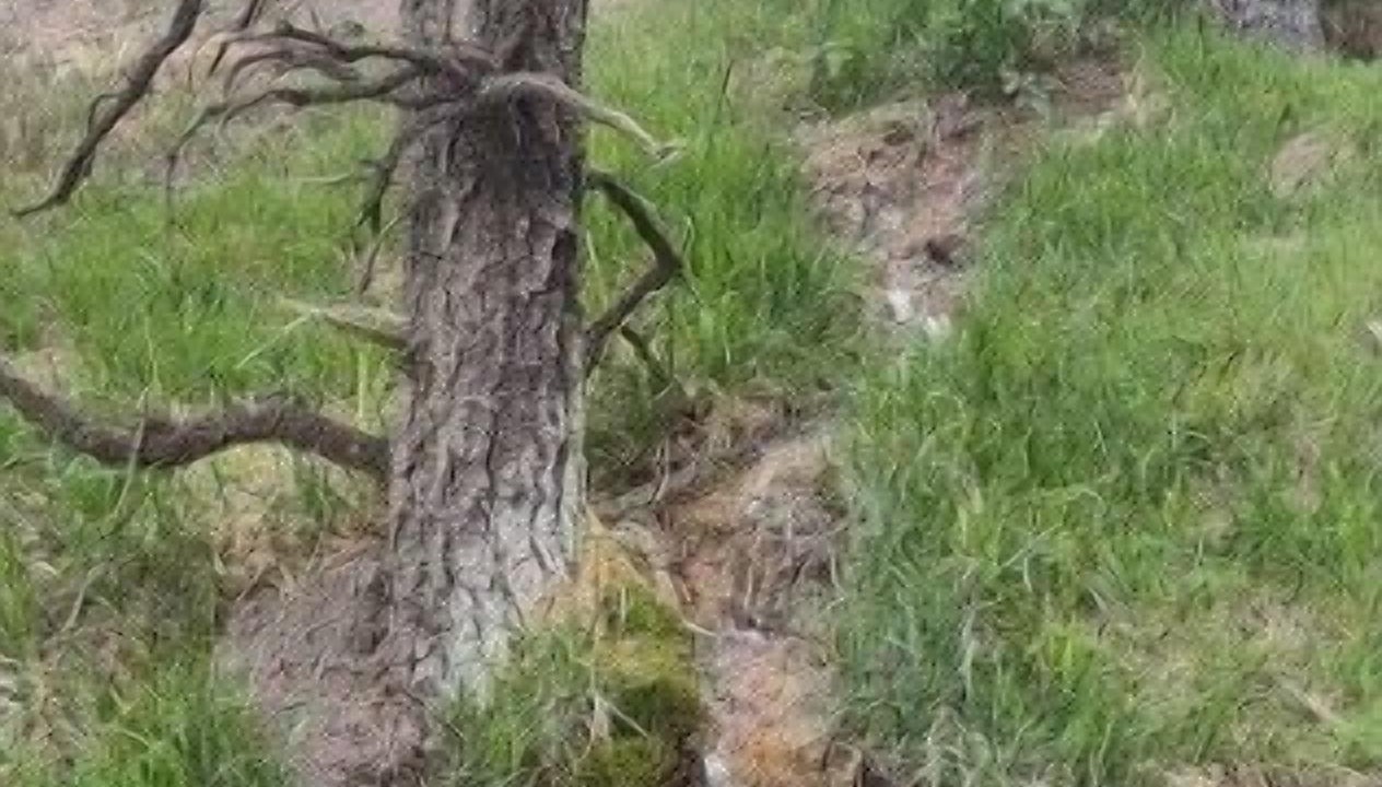 Photo of Others in Cloudcroft