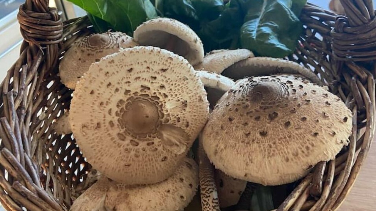 Photo of Others in Saint-Georges-d'Esperanche