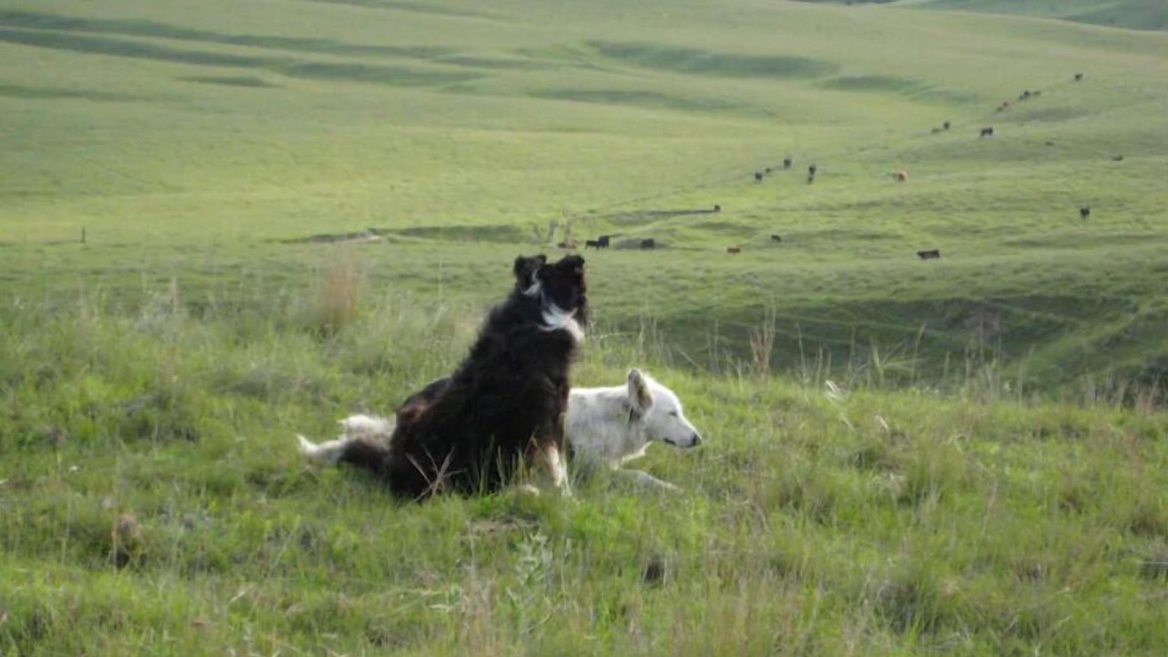 Photo of Others in Custer County