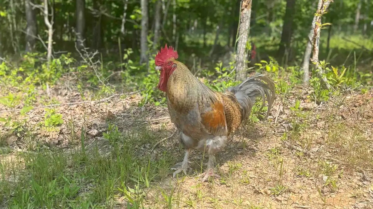 Photo of Others in Cook Springs