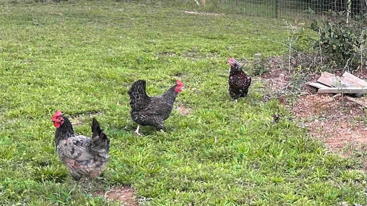 Photo of Others in Cook Springs