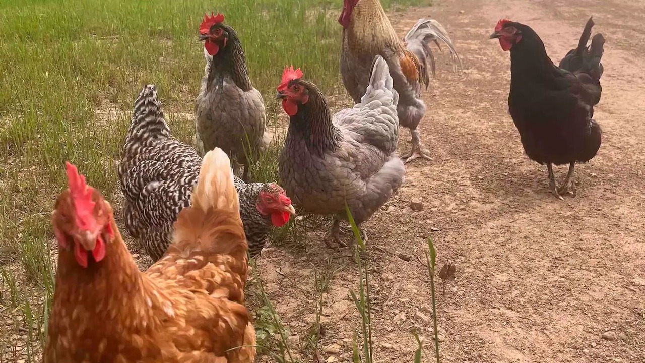 Photo of Others in Cook Springs