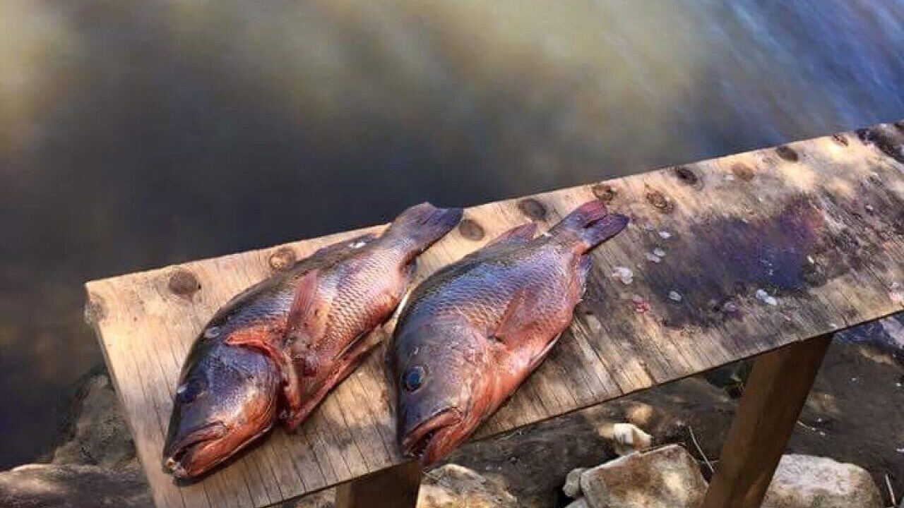 Photo of Others in Yandina