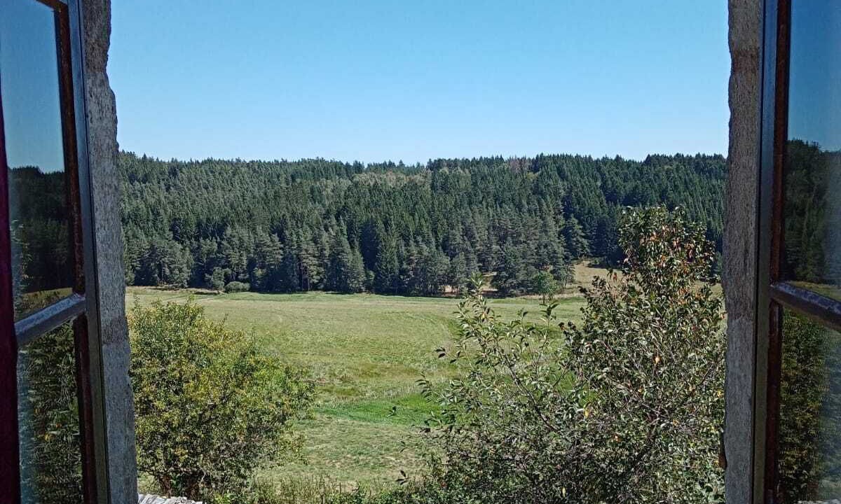 Photo of Others in Felines