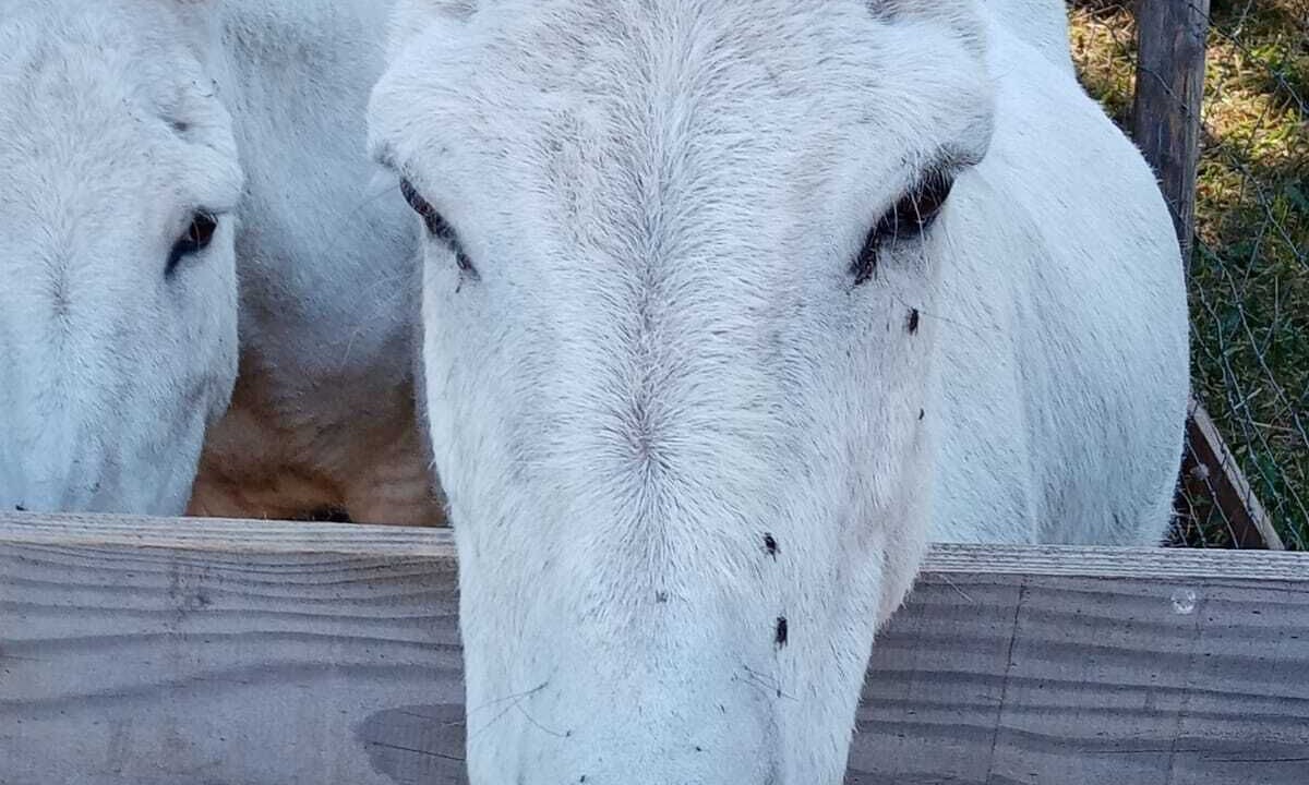 Photo of Others in Felines