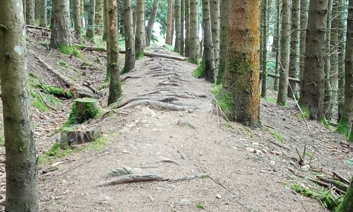 Photo of Outdoor in Felines