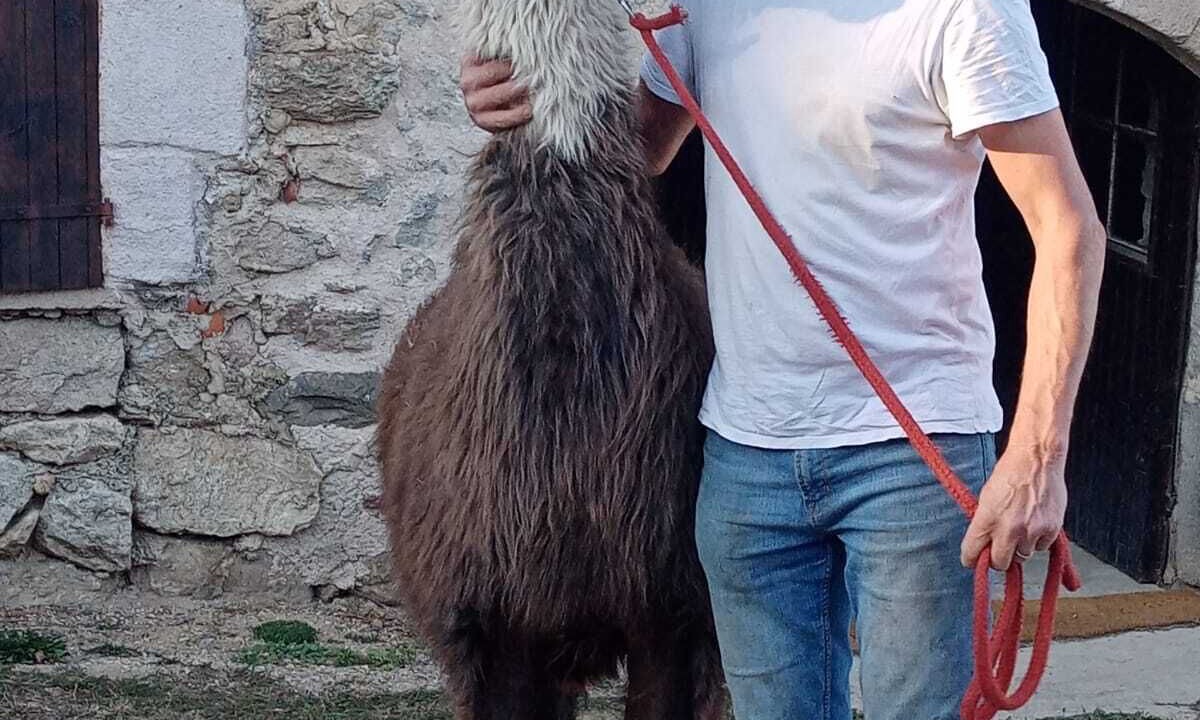 Photo of Others in Felines