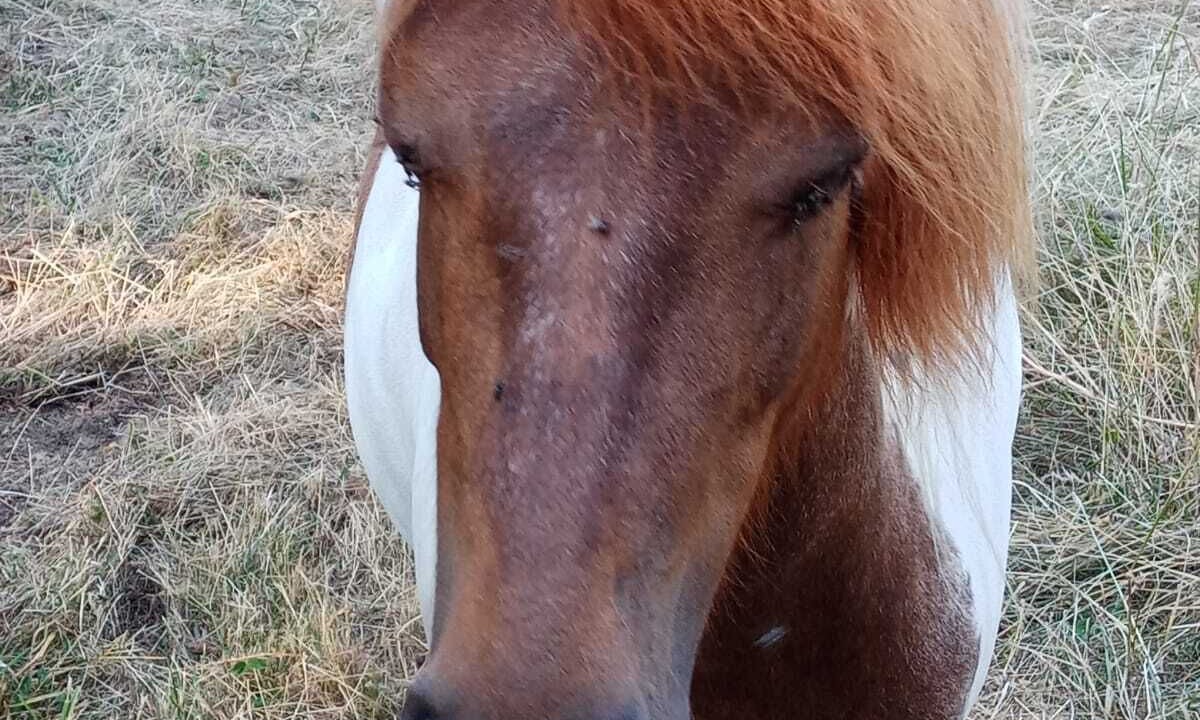 Photo of Others in Felines