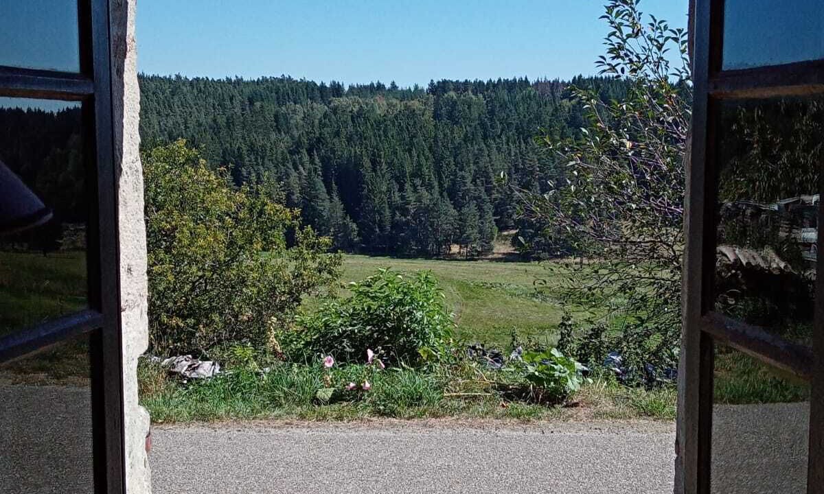 Photo of Others in Felines