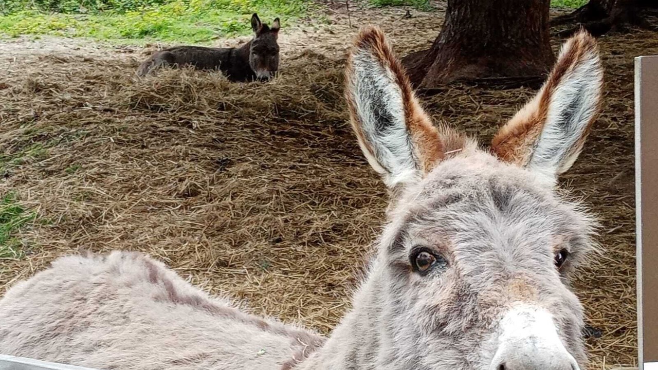 Photo of Others in Felines