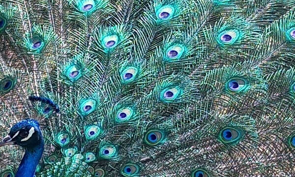 Photo of Others in Felines