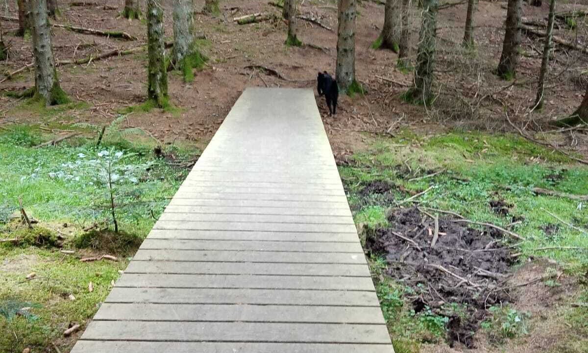 Photo of Outdoor in Felines