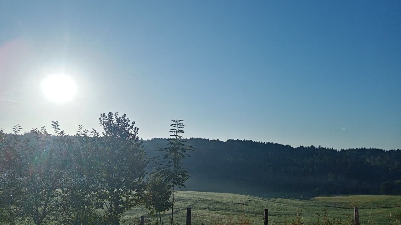 Photo of Others in Felines