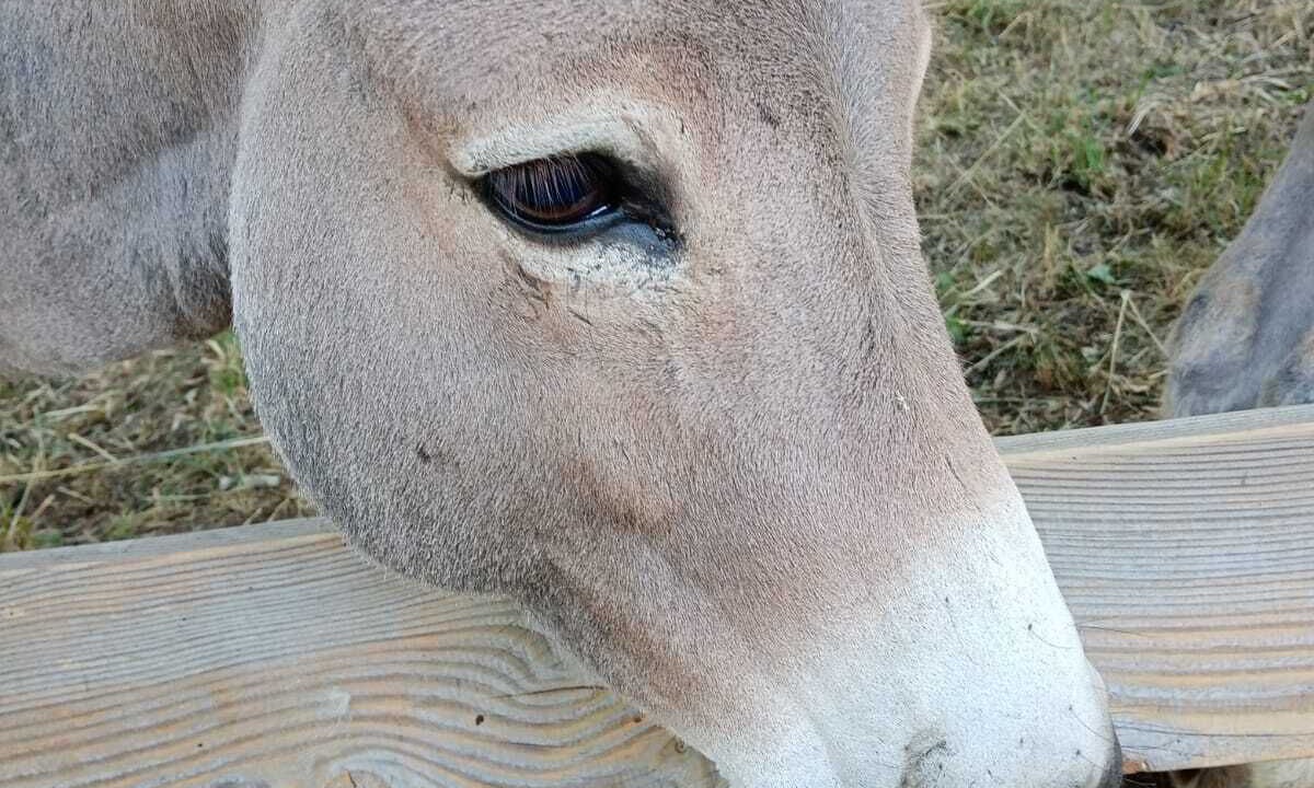 Photo of Others in Felines