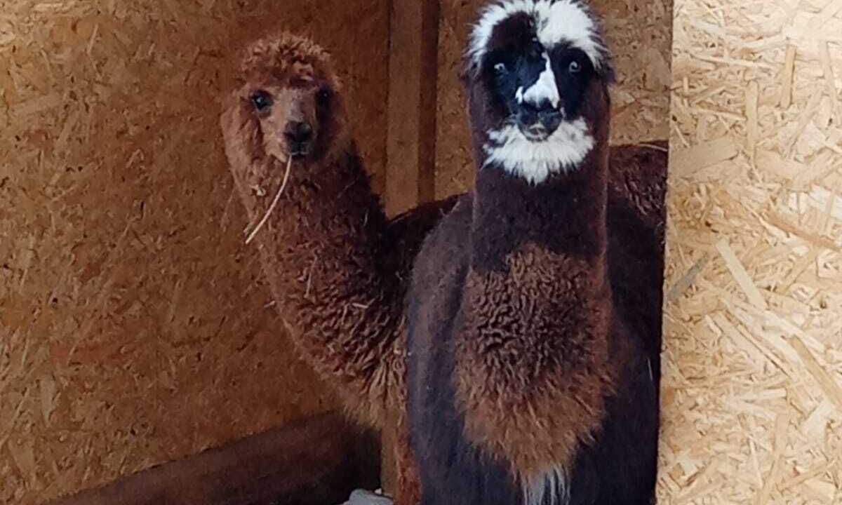 Photo of Bathroom in Felines