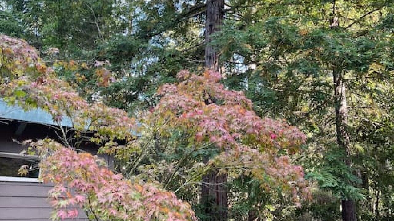 Photo of Outdoor in Gualala