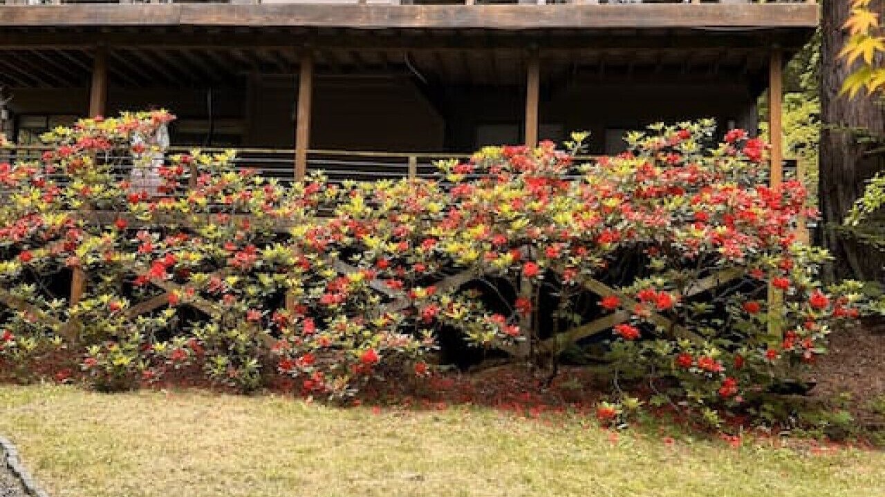 Photo of Outdoor in Gualala