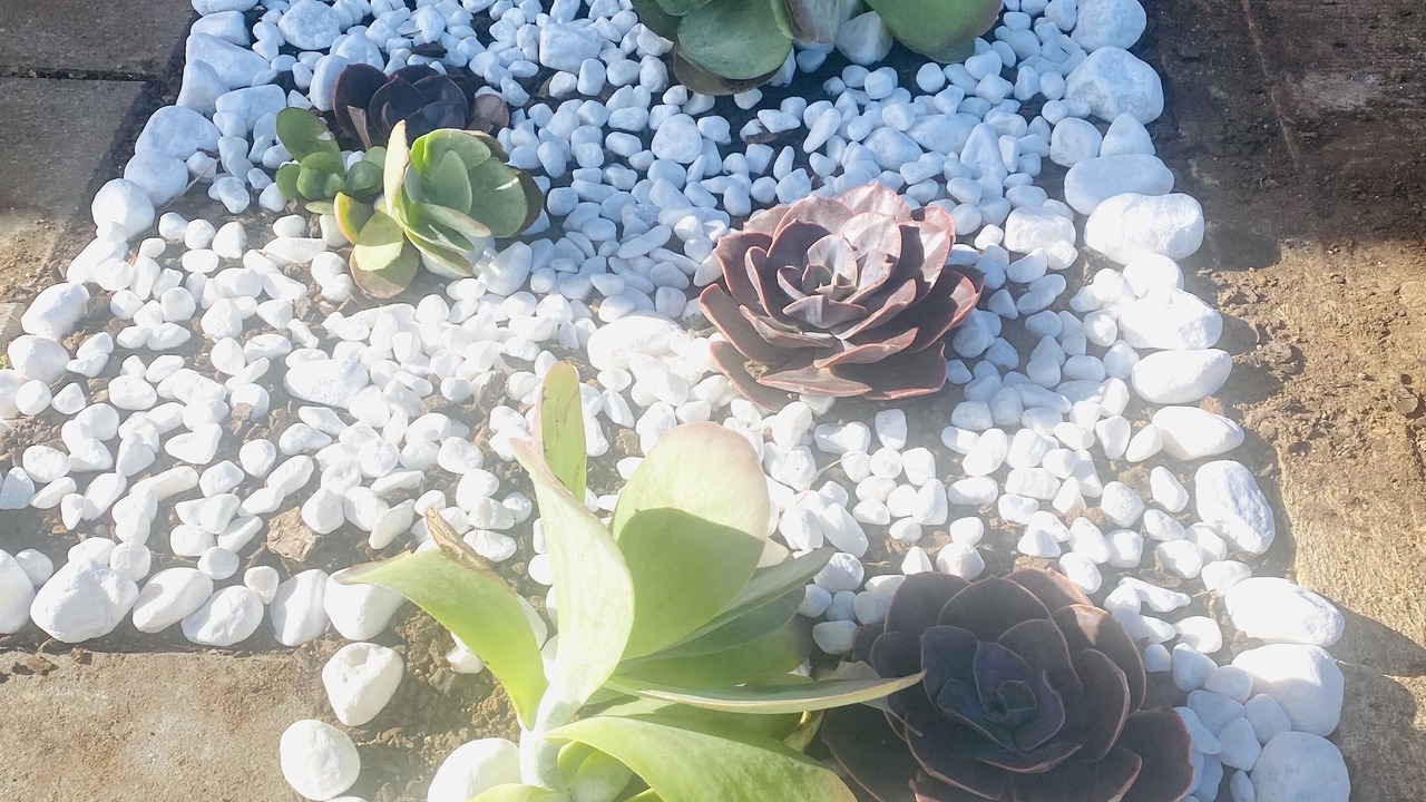 Photo of Outdoor in Smithfield Plains