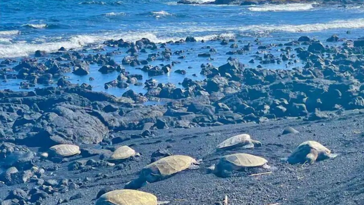 Photo of Others in Ocean View