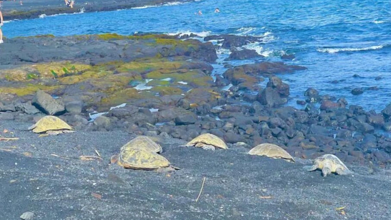 Photo of Others in Ocean View