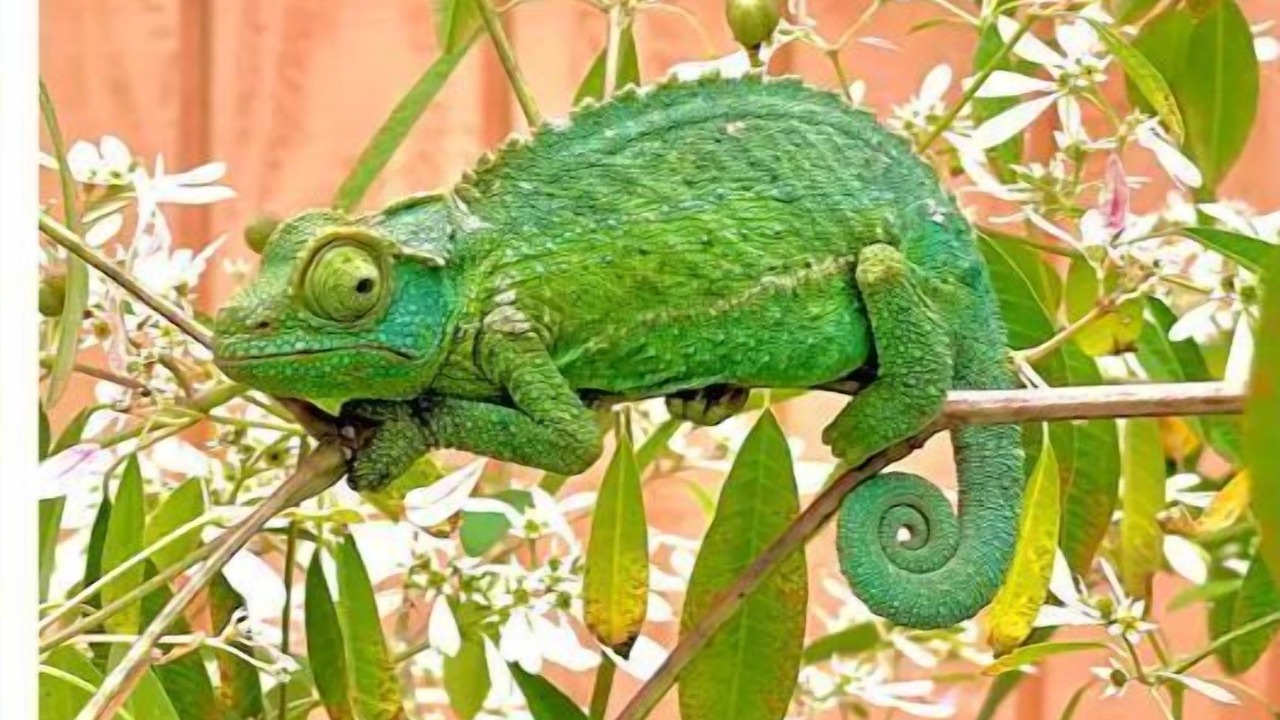 Photo of Others in Ocean View