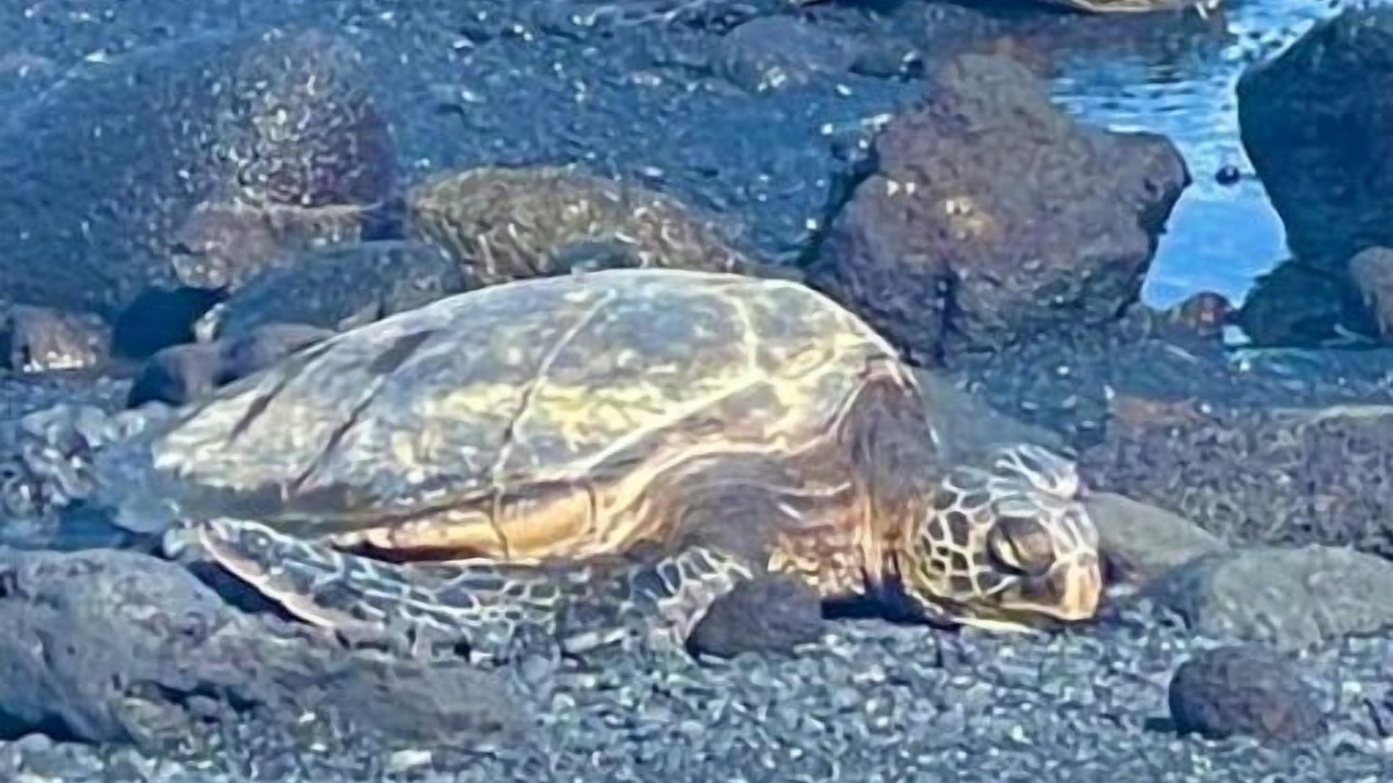 Photo of Others in Ocean View