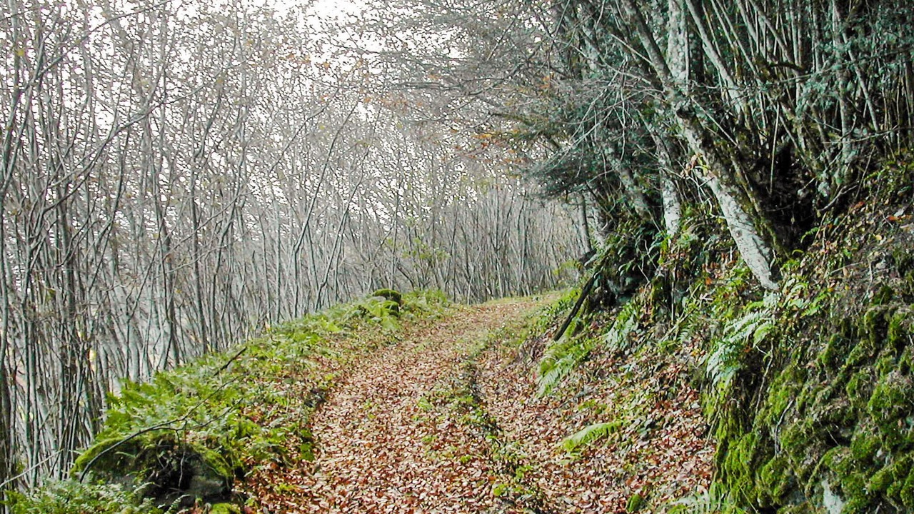 Photo of Others in Saint-Pal-de-Senouire