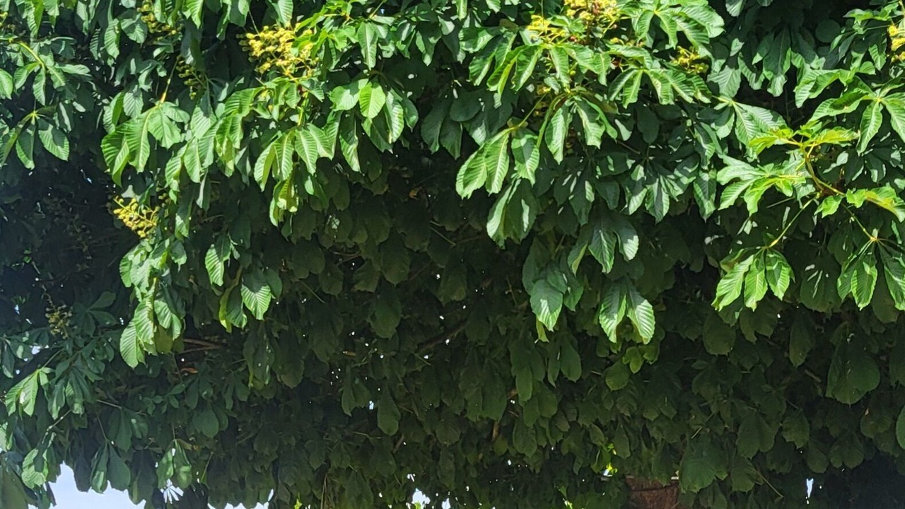 Photo of Outdoor in Bazoges-en-Pareds