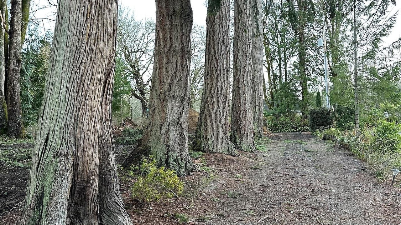 Photo of Outdoor in Tillicum