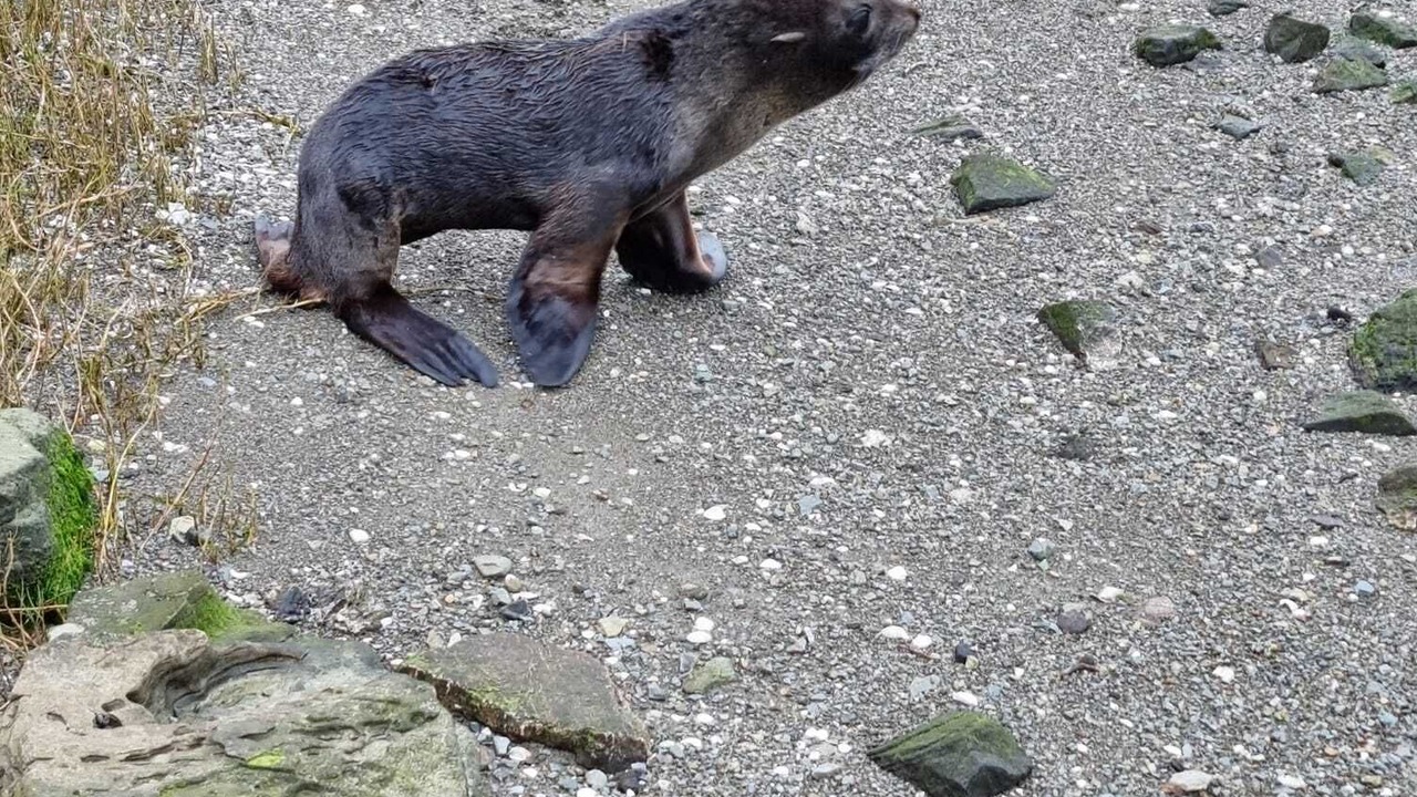 Photo of Others in Kaiwaka