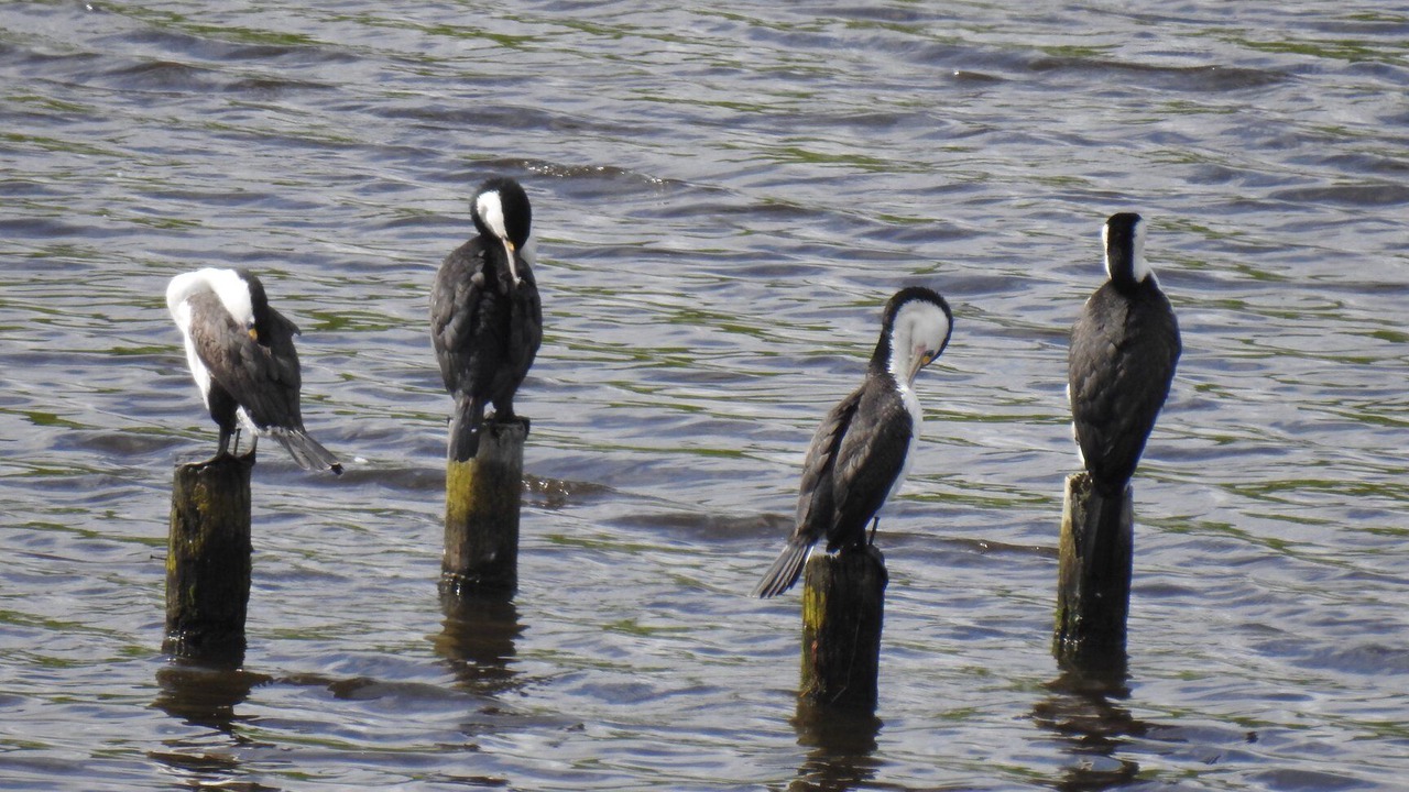 Photo of Others in Kaiwaka