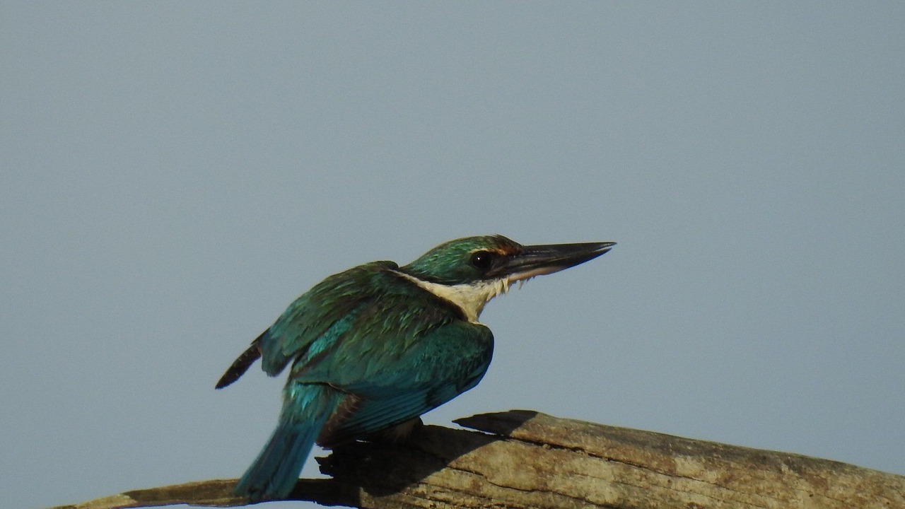 Photo of Others in Kaiwaka