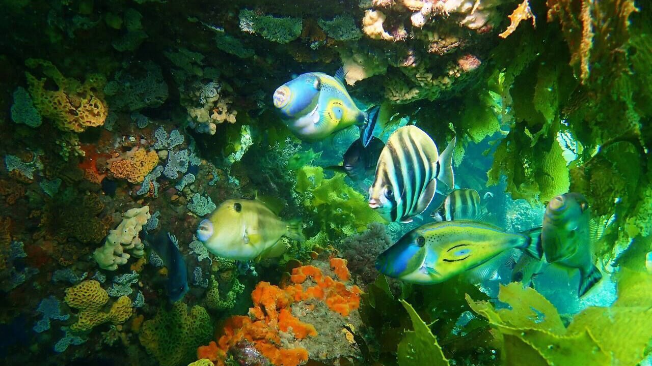 Photo of Others in Port Noarlunga