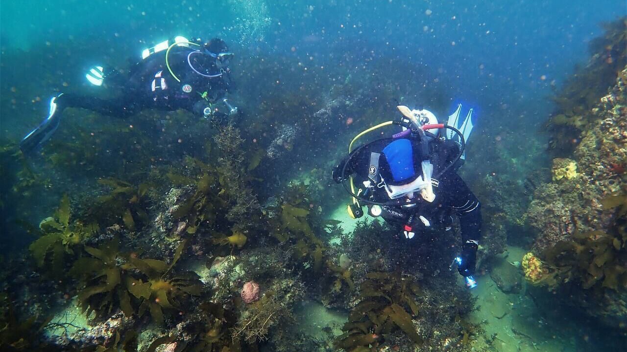 Photo of Others in Port Noarlunga