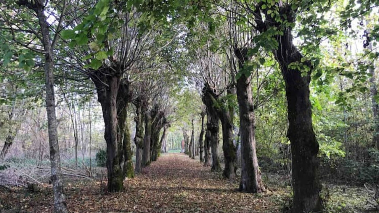 Photo of Outdoor in Montbarrois