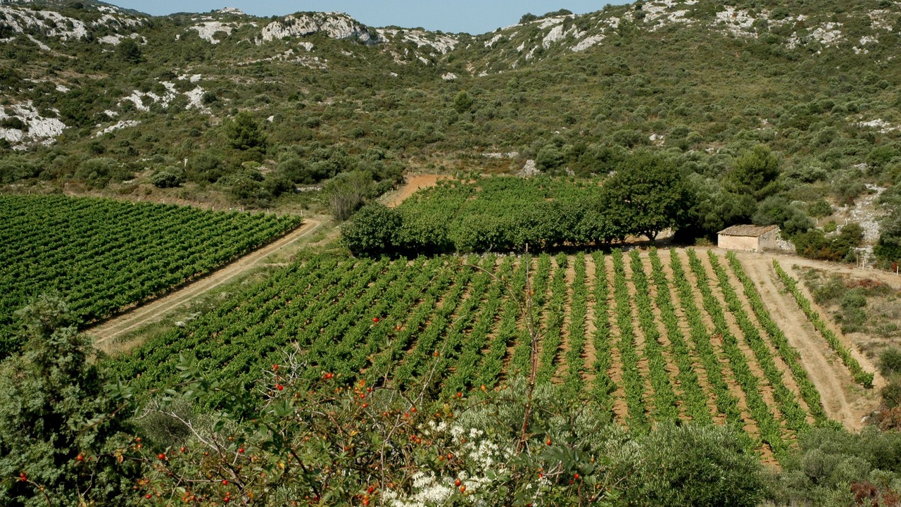 Photo of Outdoor in Roquefort-des-Corbieres