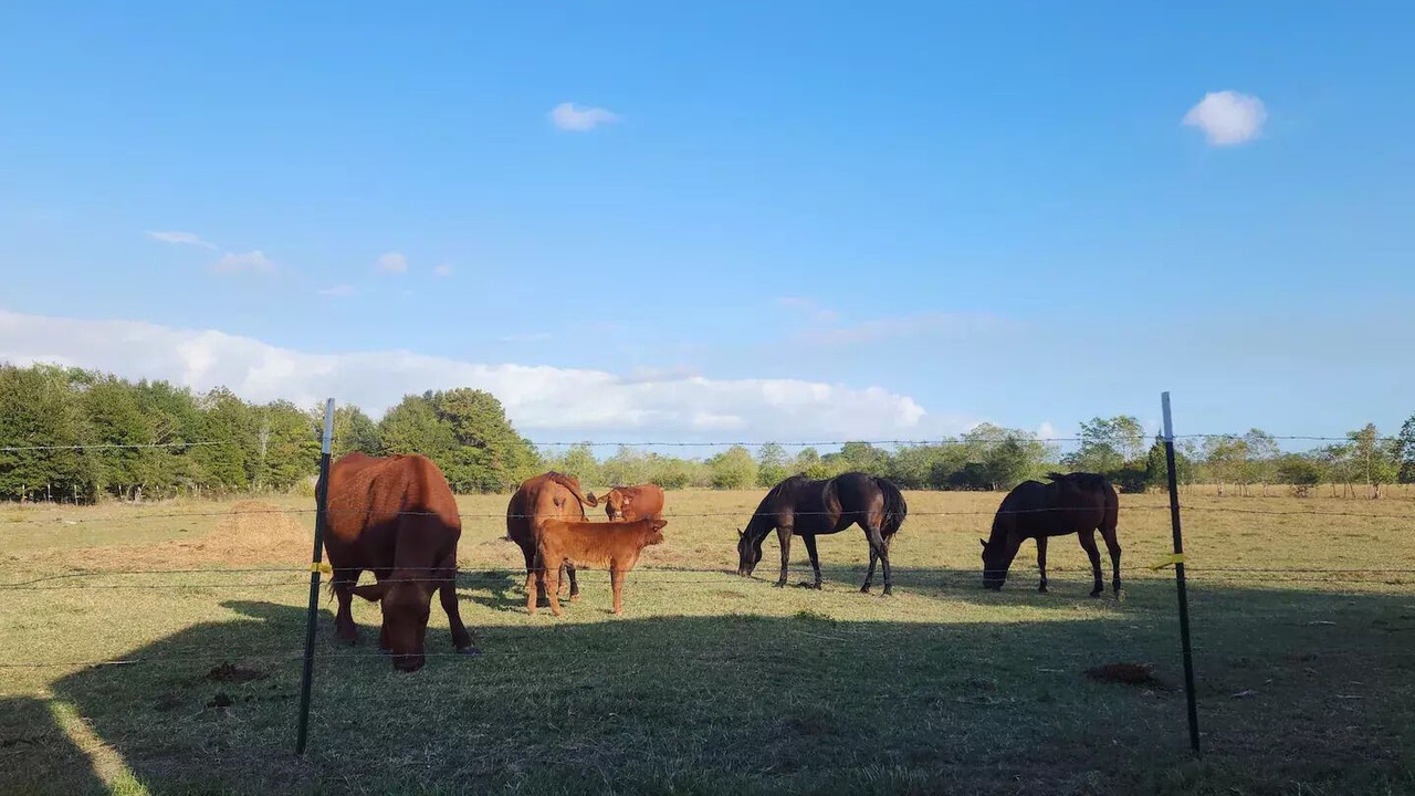 Photo of Outdoor in Bell City