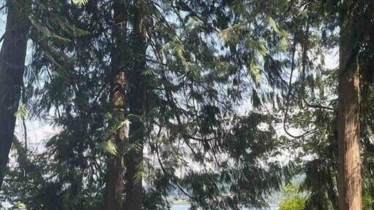 Photo of Others in Issaquah