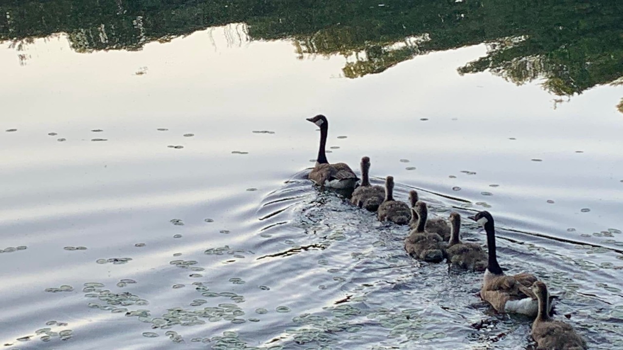 Photo of Outdoor in Hickory Hills