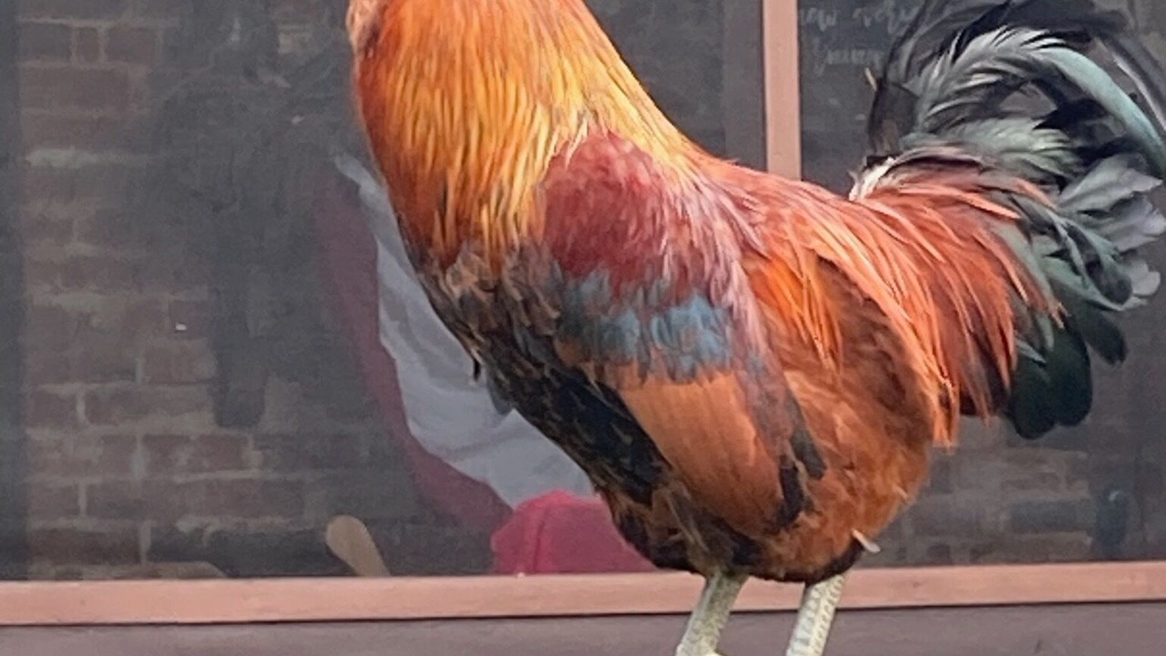 Photo of Others in Cullen