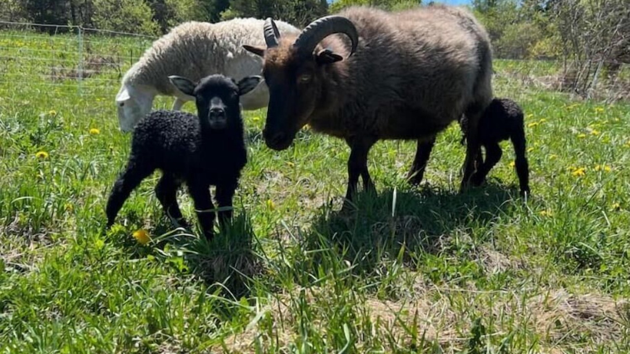 Photo of Others in Glover