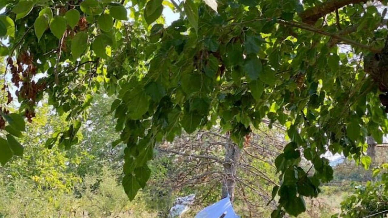 Photo of Outdoor in Saint-Just
