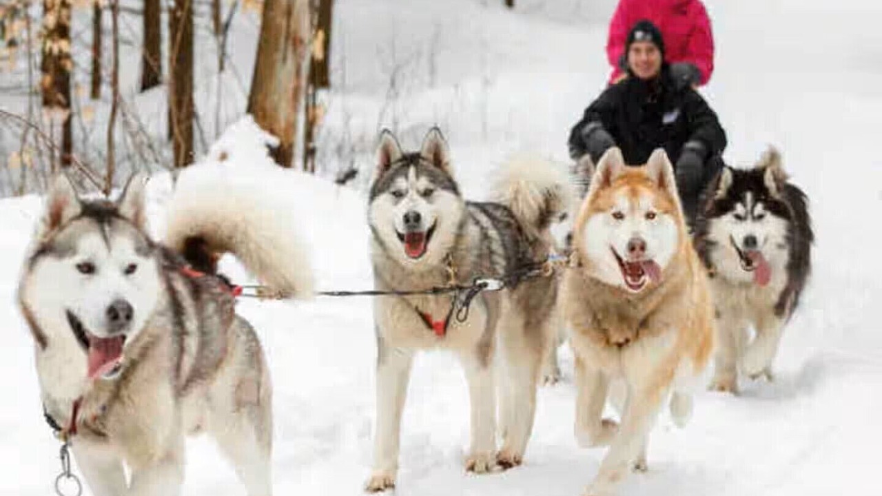 Photo of Others in Mauricie