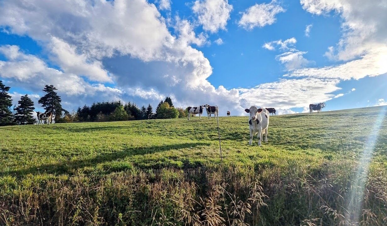 Photo of Outdoor in Usson-en-Forez