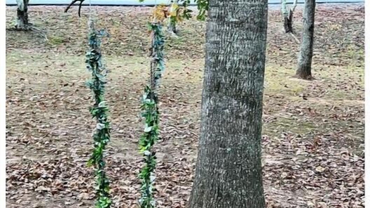Photo of Others in Albertville