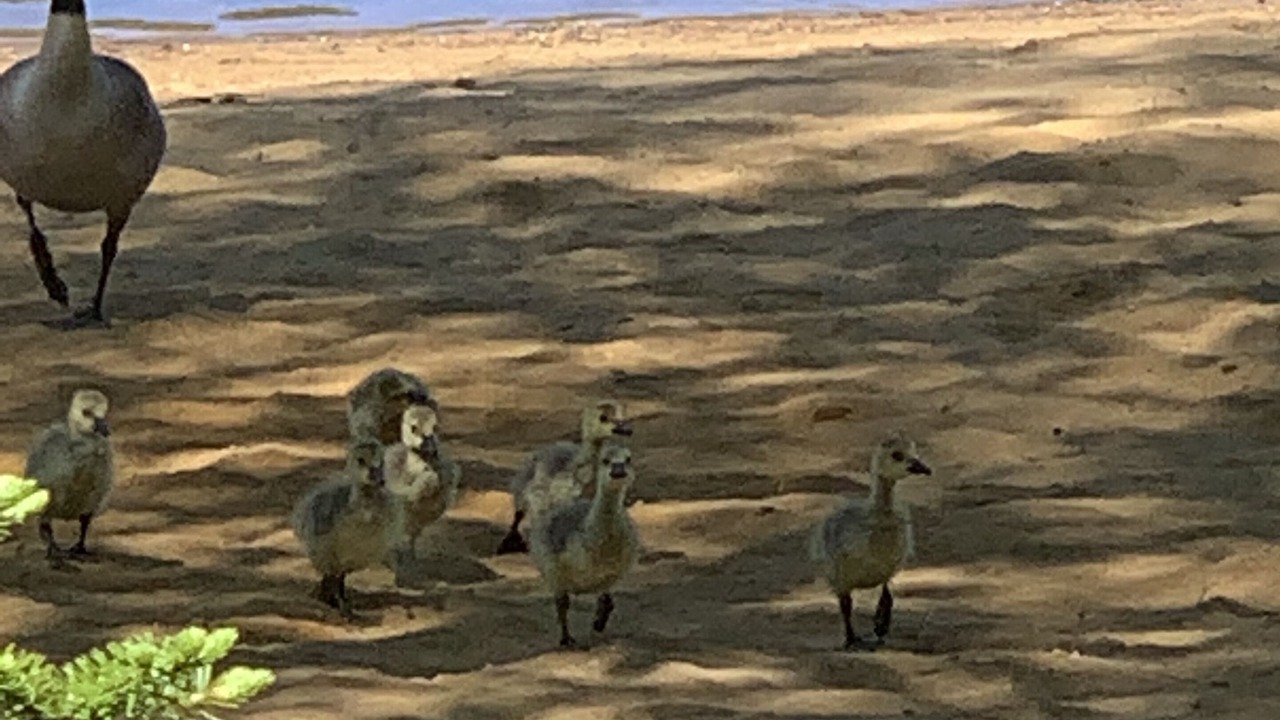 Photo of Others in Mandeville